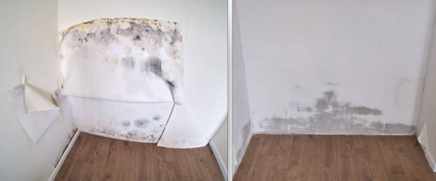 Best Water damage restoration mold remediation  in Hayden, ID